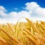 "El Dios del crecimiento" Domingo XI del TO. Ciclo B (Mc 4, 26-34)-3793