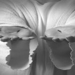 "Una experiencia comunitaria" Domingo III de Pascua, Ciclo B, (Jn 24, 35-48) -3751