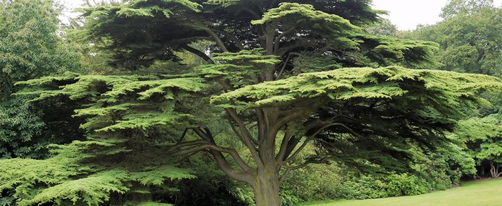 El árbol de la caridad en Catalina de Siena