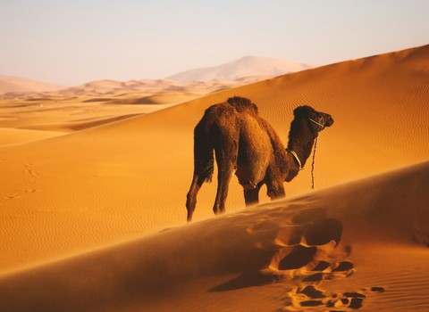 El Señor está contigo