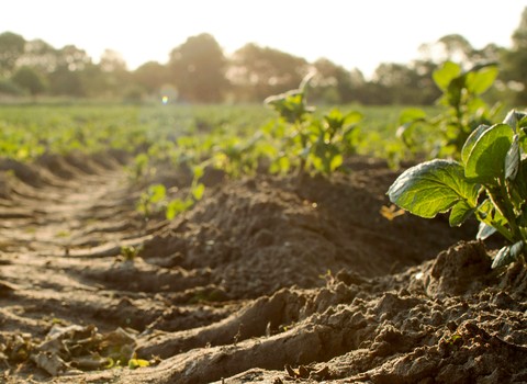 Rogad al Señor de la mies que mande trabajadores a su mies