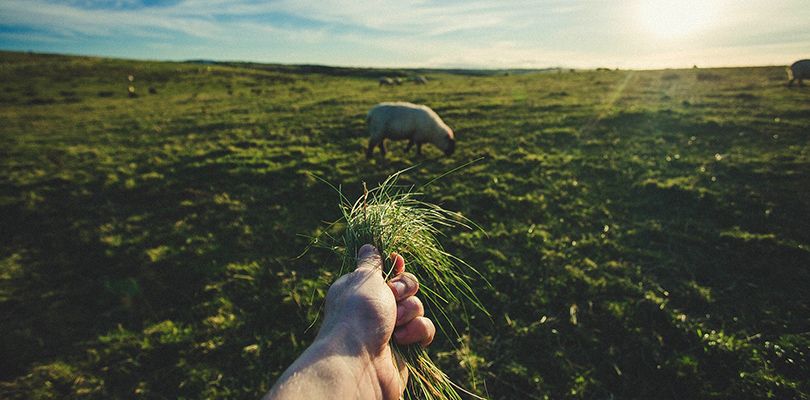El buen pastor El buen pastor