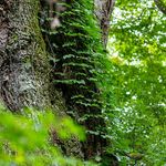 El Nacimiento de Dios en el alma Mistica renana