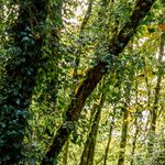 Fiesta de Pentecostés Mistica renana