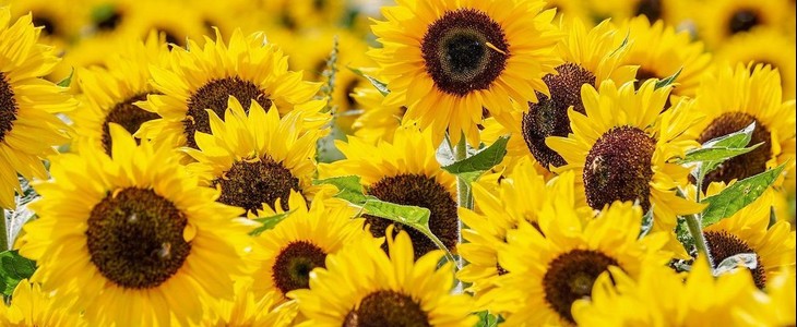 Girasoles Imagen