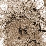 la tecnica del silencio