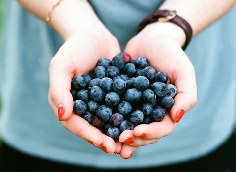 Por sus frutos los conoceréis