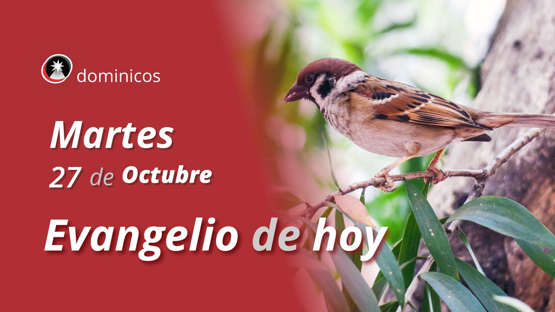 Evangelio de hoy en vídeo