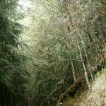 Pobreza de espíritu Mistica renana