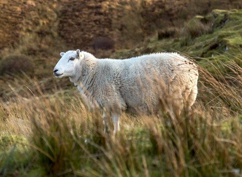 He encontrado la oveja que se me había perdido