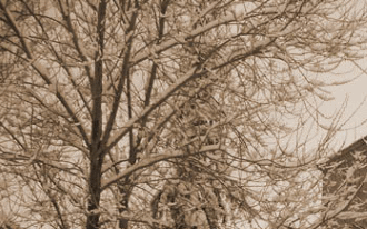 Vivir en el silencio